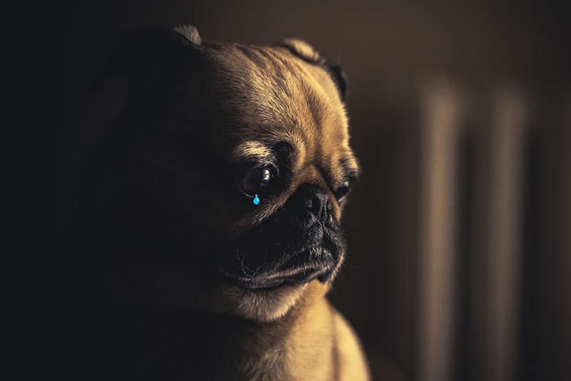 7 Signs Your Dog is Depressed