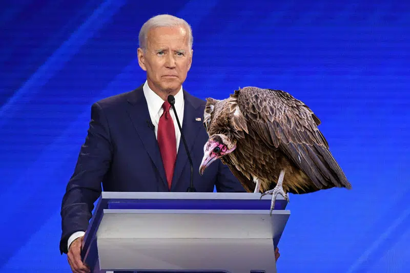 Vulture Lands on Biden’s Podium During Televised Campaign Speech